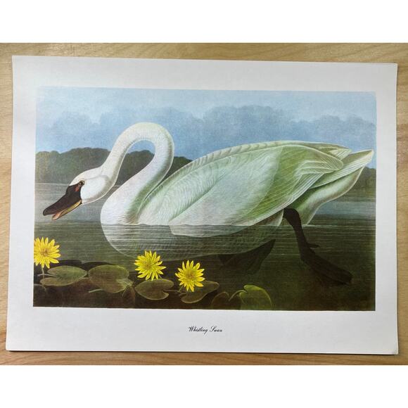 Audubon Birds of America Whistling Swan Original Print Vtg 1950 Peterson 9 x 12 - Picture 1 of 5